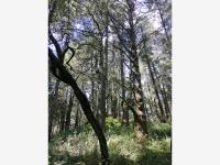 Terreno en venta en Mineral del Monte Centro, Mineral del Monte — foto 3 de 5