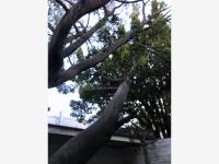 Terreno en venta en Parque San Andres, Coyoacán — foto 3 de 3