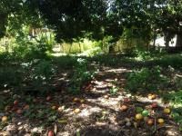 Terreno en venta en Coyuca de Benítez Centro, Coyuca de Benítez — foto 2 de 9