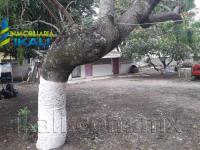 Terreno en venta en Cazones, Poza Rica de Hidalgo — foto 2 de 7