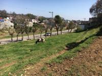 Terreno en venta en Banderilla Centro, Banderilla — foto 2 de 5