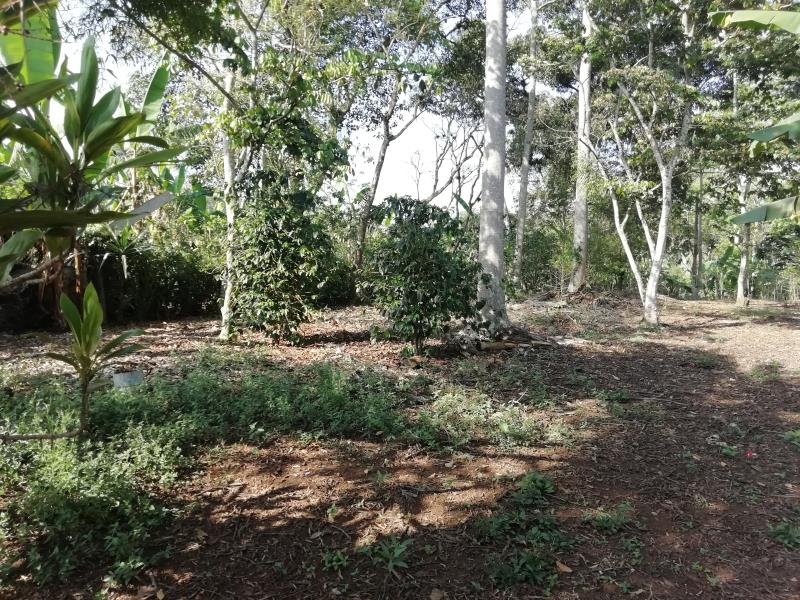Terreno en venta en San Camilo, Fortín — foto 1 de 13