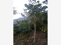 Finca-Rancho en venta en Independencia, La Concordia, Chiapas