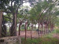Terreno en venta en Enrique Rodriguez Cano, Huimanguillo — foto 2 de 9