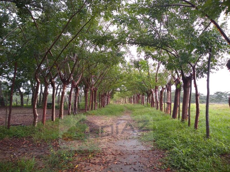 Terreno en venta en Enrique Rodriguez Cano, Huimanguillo — foto 1 de 9
