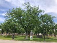 Terreno en venta en Las Trojes, Torreón — foto 2 de 10