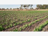Terreno en venta en Santa María Nativitas Segundo Cuartel, Aculco — foto 2 de 10