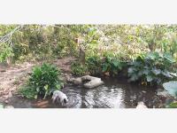 Finca-Rancho en venta en Sesecapan, Santiago Tuxtla — foto 2 de 11