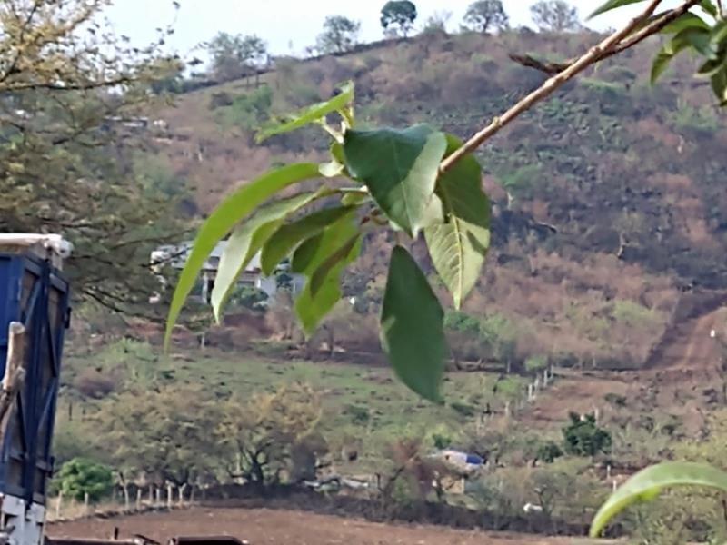 Terreno en venta en Camino Antiguo a Tepoztlán, Tepoztlán — foto 1 de 10
