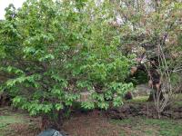 Terreno en venta en Tepoztlan Centro, Tepoztlán — foto 2 de 13