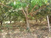 Terreno en venta en Barra Vieja, Acapulco de Juárez — foto 2 de 6