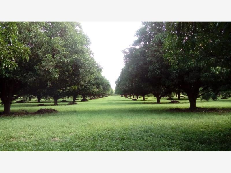 Finca-Rancho en venta en San Antonio, Pijijiapan — foto 1 de 18