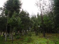Terreno en venta en Pueblo Nuevo, Mineral del Monte — foto 2 de 13