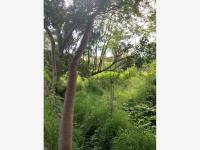 Terreno en venta en Lomas de Atzingo, Cuernavaca — foto 3 de 5