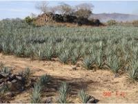 Terreno en venta en La Resolana, Acatlán de Juárez, Jalisco