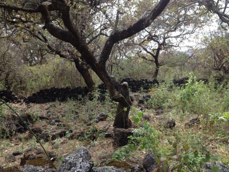 Terreno en venta en Tepoztlan Centro, Tepoztlán — foto 1 de 5