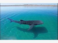 Terreno en venta en Paraíso del Mar, La Paz, Baja California Sur Terreno en venta en Paraíso del Mar, La Paz, Baja California Sur