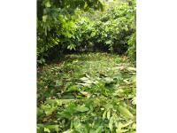 Terreno en venta en Libertad, Huimanguillo — foto 3 de 5