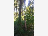 Terreno en venta en Cerro de Ortega, Tecomán — foto 2 de 2