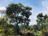 Terreno en venta en Campestre Haras, Amozoc — foto 3 de 8