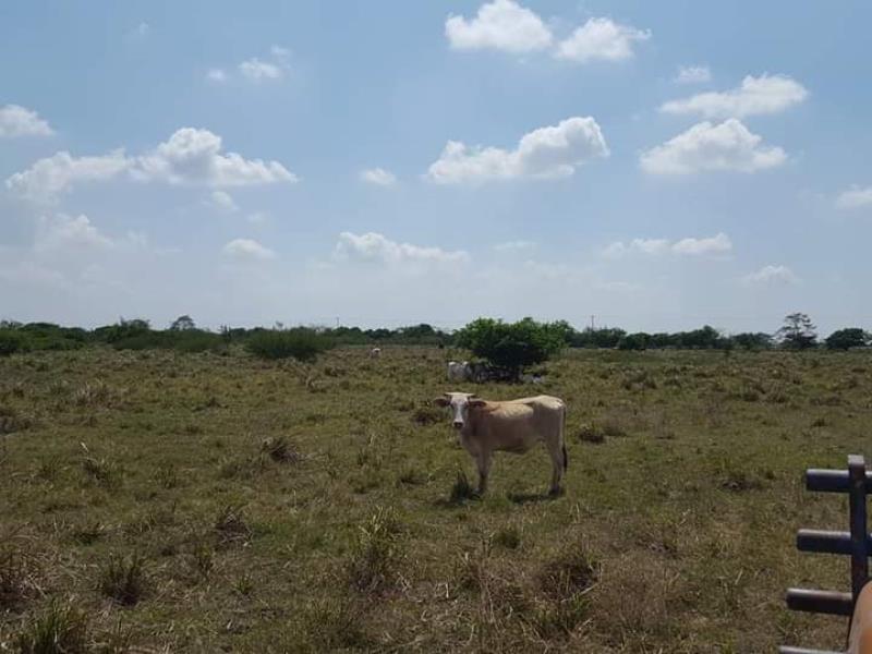 Finca-Rancho en venta en Fernando López Arias, Cosamaloapan de Carpio — foto 1 de 17