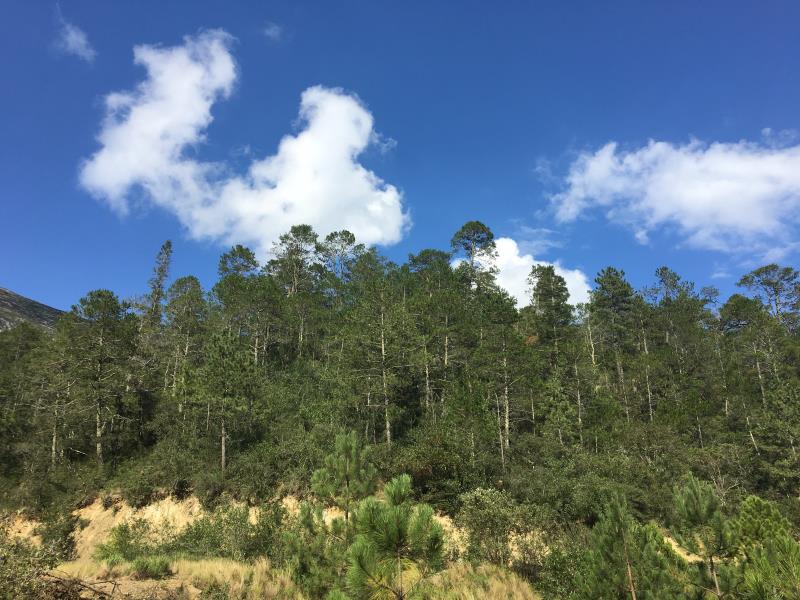 Terreno en venta en Los Lirios, Arteaga — foto 1 de 11