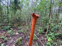 Terreno en venta en Yaxché, Tulum — foto 3 de 11