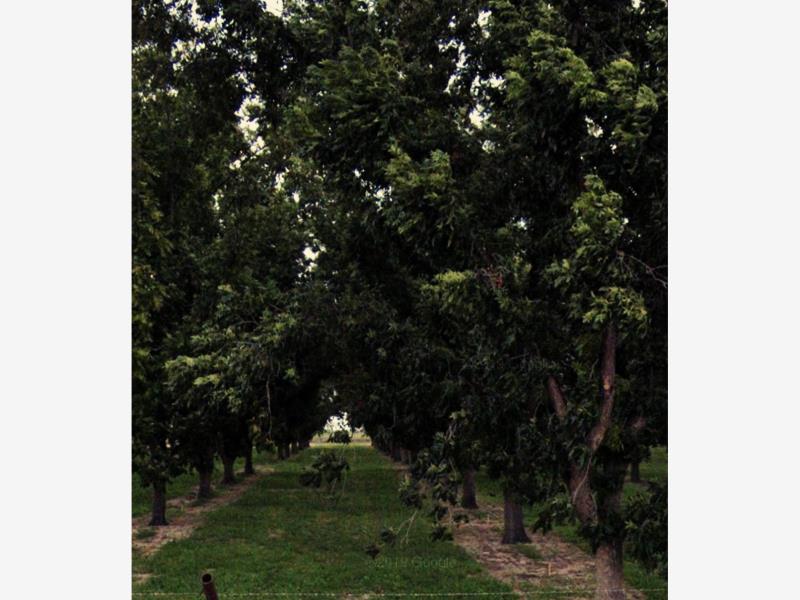 Finca-Rancho en venta en San Jorge, Jiménez