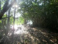 Terreno en venta en Vainilla Tonameca, Santa María Tonameca — foto 3 de 14