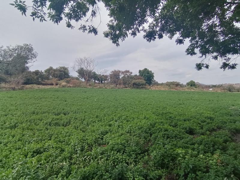 Terreno en venta en Tolometla de Benito Juárez, Atlixco — foto 1 de 3