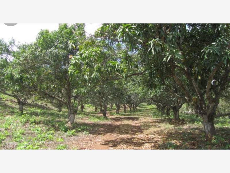 Terreno en venta en Cerro de Ortega, Tecomán