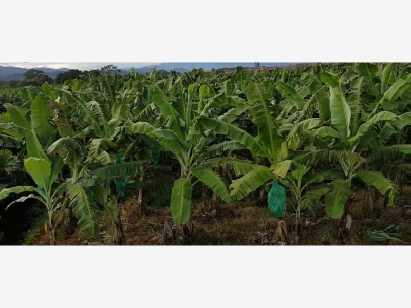 Terreno en venta en Cerro de Ortega, Tecomán