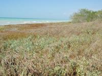 Terreno en venta en Champoton Centro, Champotón — foto 2 de 7