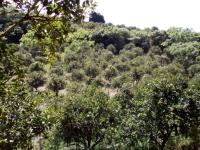 Terreno en venta en San Diego, Venustiano Carranza — foto 3 de 3
