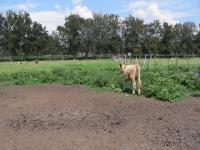 Terreno en venta en Hacienda Santa Fe, Tlajomulco de Zúñiga — foto 3 de 24