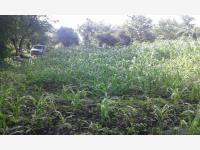 Terreno en venta en Alpuyeca, Xochitepec — foto 3 de 13