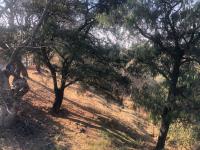 Terreno en venta en Rancho Tetela, Cuernavaca — foto 2 de 12