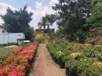 Terreno en venta en Bambú, Jiutepec — foto 2 de 5