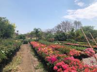 Terreno en venta en Bambú, Jiutepec — foto 3 de 5