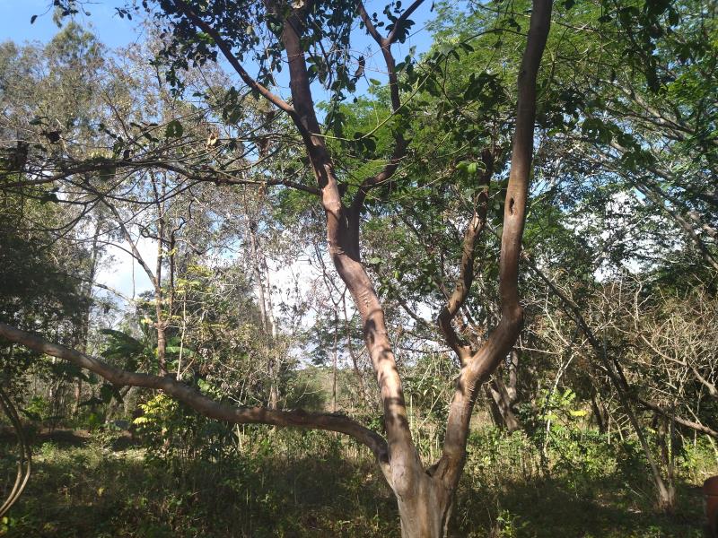 Terreno en venta en Suchitlan, Comala — foto 1 de 3