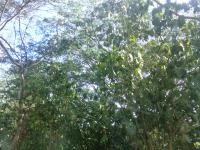 Terreno en venta en Suchitlan, Comala — foto 2 de 3