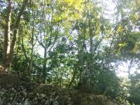 Terreno en venta en Suchitlan, Comala — foto 3 de 3