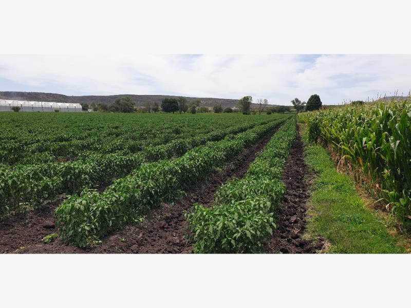Terreno en venta en San Clemente, Pedro Escobedo — foto 1 de 8