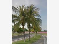 Terreno en venta en El Dorado, Manzanillo — foto 2 de 3