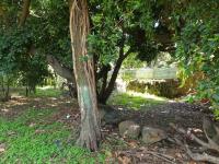 Terreno en venta en Ocotepec, Cuernavaca — foto 3 de 4