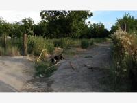 Terreno en venta en Las Palmeras, Parras — foto 3 de 8