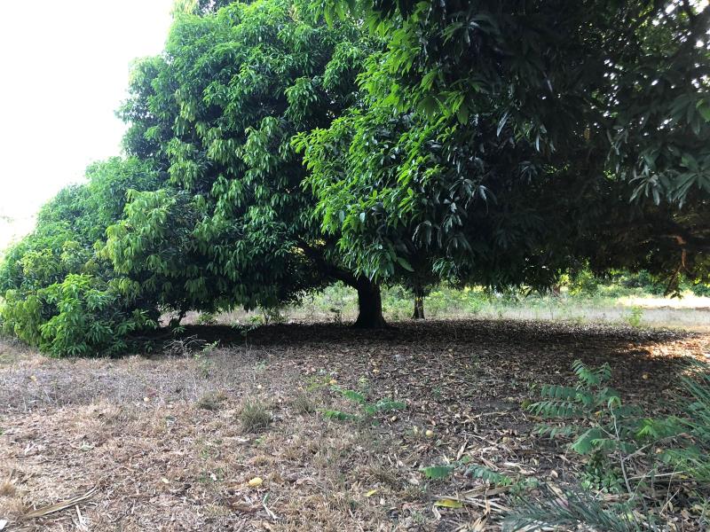 Terreno en venta en El Copital, Medellín de Bravo — foto 1 de 9