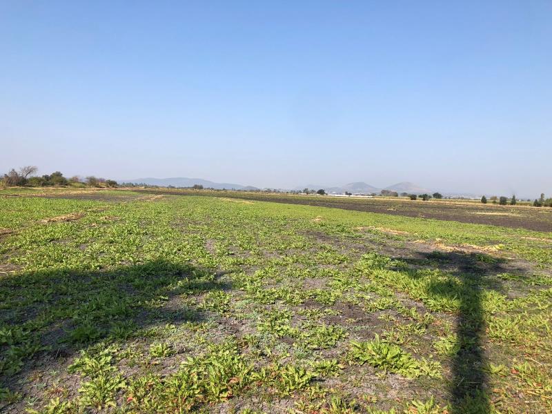 Terreno en venta en Acatlan de Juarez Centro, Acatlán de Juárez — foto 1 de 3