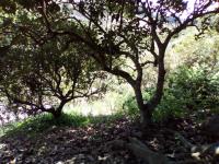 Terreno en venta en Poza Verde, Papantla — foto 2 de 9
