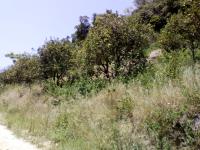 Terreno en venta en Poza Verde, Papantla — foto 3 de 9